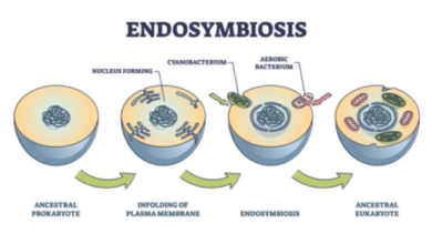 Learning Through Art: Endosymbiont Theory