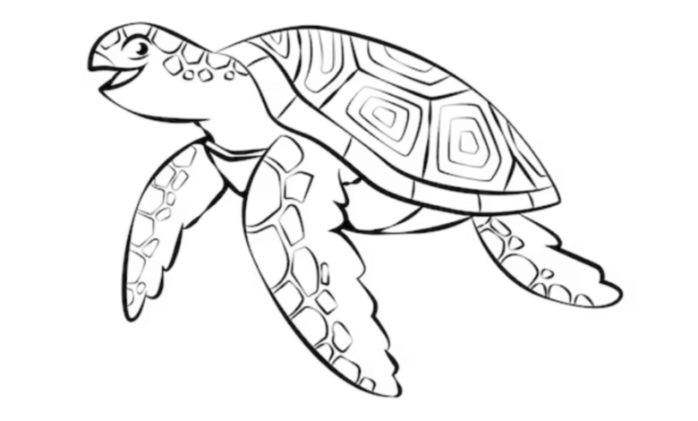 Outline:-X-Vgtxjku0= Turtle Drawing