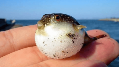 Baby:0butxxbvrss= Puffer Fish