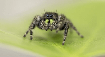 Baby:0n1-X_9kr9k= Jumping Spider