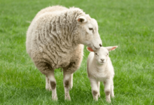 Baby:0u97mcrcfns= Lamb