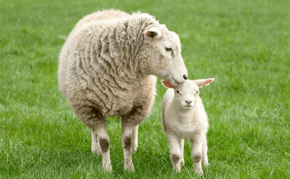 Baby:0u97mcrcfns= Lamb