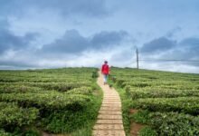 tracking emerging horizons data