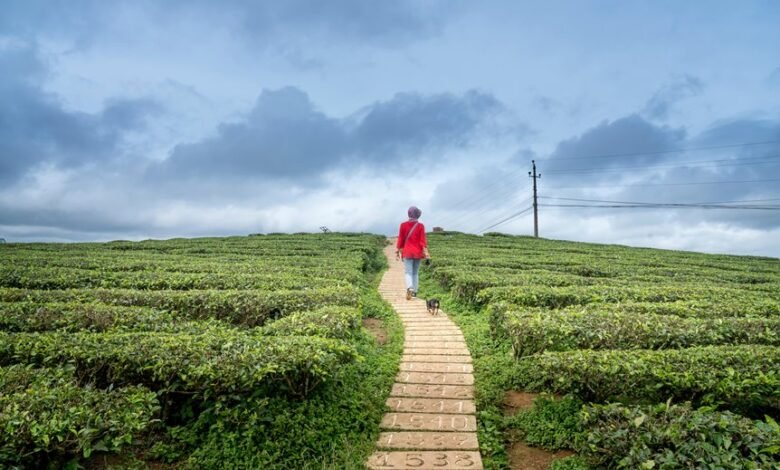 tracking emerging horizons data