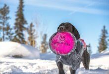 hyper flow stellar beam